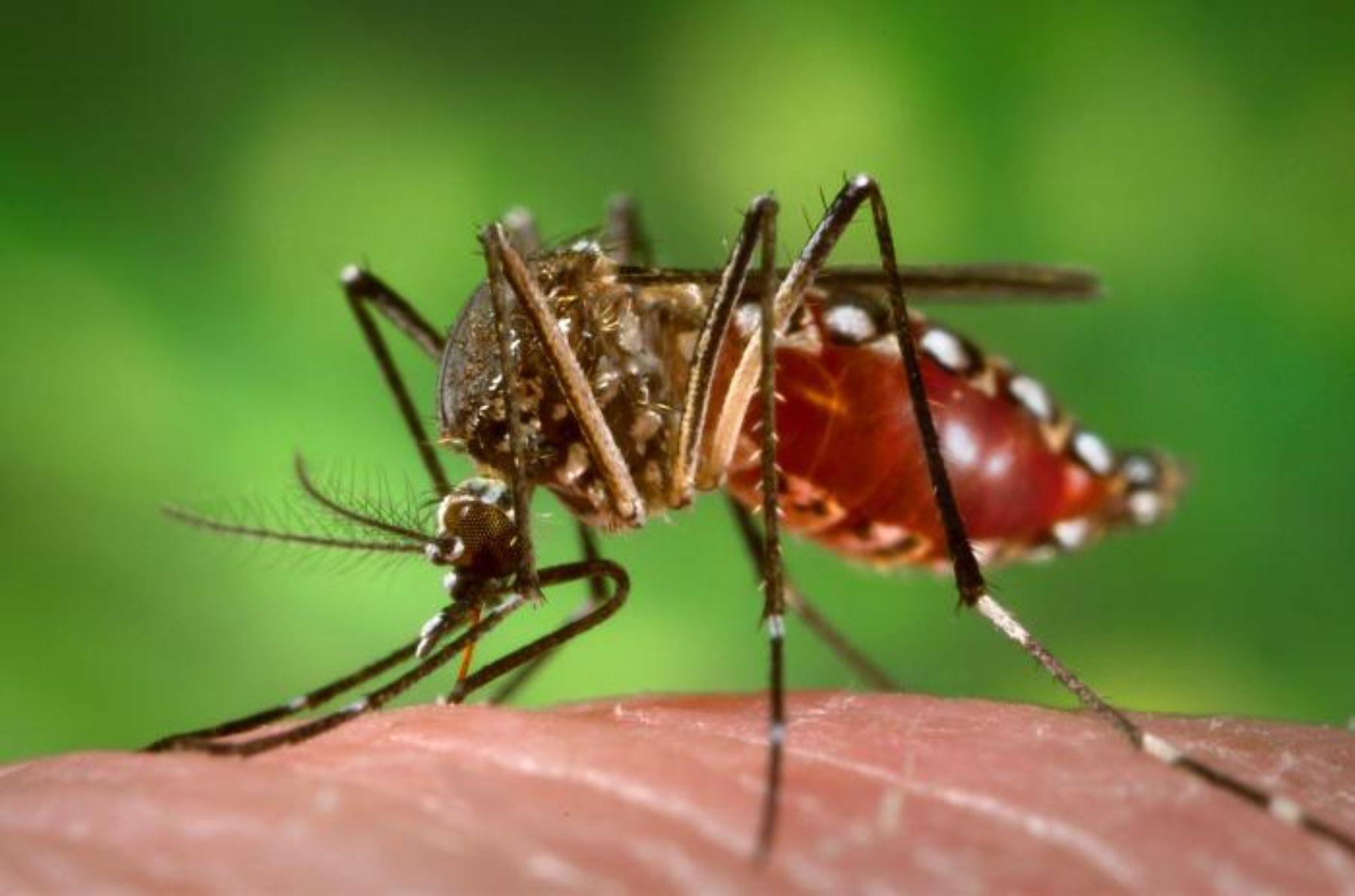 Photo of Bahia receberá R$ 12 milhões para combater dengue e chikungunya