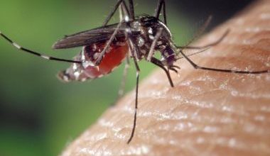 Photo of Chikungunya: Casos caem 66% na BA, mas estado figura entre maiores taxas de positividade