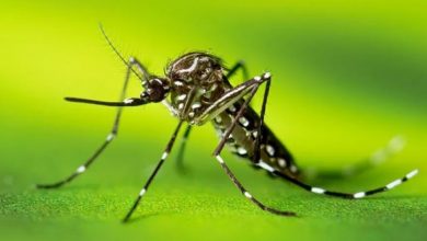 Photo of Dados mostram dobro de casos de dengue comparado a 2023 e 6 pessoas morreram