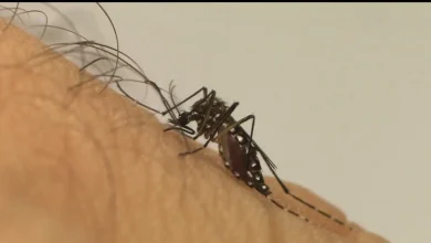 Photo of Veja 4 dicas de infectologistas para afastar o mosquito da dengue