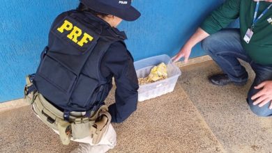 Photo of PRF e Ibama resgatam filhotes de ave exótica que estavam sendo levados para Carinhanha