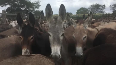 Photo of Abates de Jumentos no interior Bahia são verdadeiros campos de concentração, alertam pesquisadores