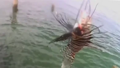 Photo of Peixe-Leão venenoso de 18 espinhos chega à costa baiana em Taipu de Dentro e acende alerta ambiental; entenda