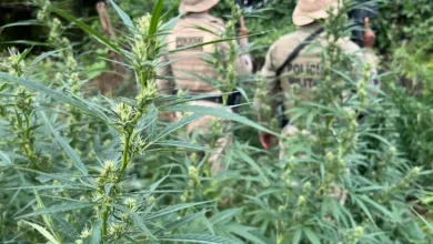 Photo of PM erradica mais de mil pés de maconha em zona rural de Curaçá