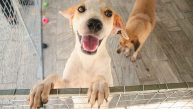 Photo of Prefeitura inicia Campanha de Vacinação Antirrábica para nesta segunda (12)