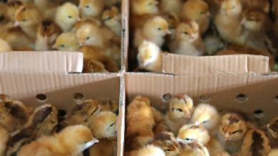 Photo of Produtores rurais ganham kits de avicultura para impulsionar a criação de galinhas