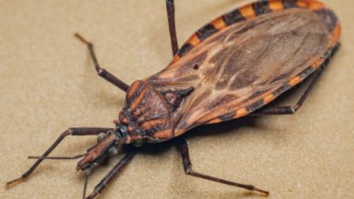 Photo of Após ingestão de caldo de cana, região de Irecê registra seis casos de Doença de Chagas