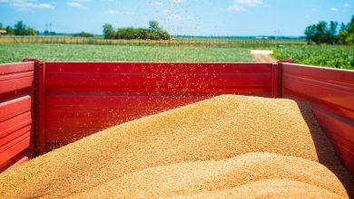 Photo of Trabalhador rural morre soterrado após cair em armazém de soja na Bahia