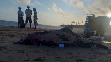Photo of Golfinho é encontrado morto em praia de Salvador