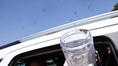 Photo of Ministério da Saúde libera mosquitos estéreis para frear reprodução do Aedes aegypti; tecnologia será implantada em cidades baianas