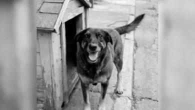 Photo of Advogados afirmam que jovens suspeitos de assassinar cão orelha estão sendo perseguidos e difamados