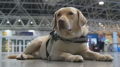 Photo of Companhia aérea é condenada a pagar R$ 60 mil após impedir menina autista de entrar em voo com cão de serviço
