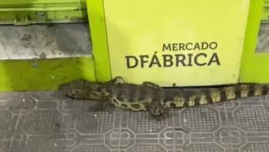 Photo of Jacaré de pequeno porte é encontrado no centro de Ipiaú