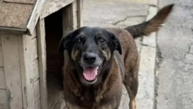 Photo of A verdade deve vir à tona, diz advogado de jovens suspeitos na morte do cão Orelha