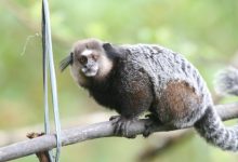 Photo of Adolescente tem morte confirmada após ser mordido por sagui e contrair raiva humana no Piauí