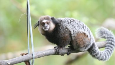 Photo of Adolescente tem morte confirmada após ser mordido por sagui e contrair raiva humana no Piauí