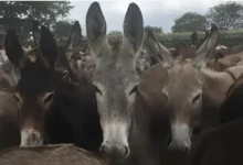 Photo of Justiça Federal proíbe abate de jumentos na Bahia por maus-tratos e risco de extinção