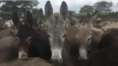 Photo of Justiça Federal proíbe abate de jumentos na Bahia por maus-tratos e risco de extinção