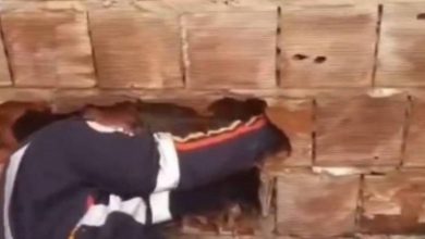 Photo of Recém-nascido abandonado entre casas morre após nove paradas cardíacas na Paraíba