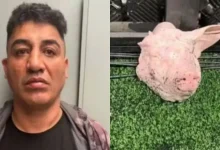 Photo of Influenciador corintiano que arremessou cabeça de porco em clássico é preso suspeito de estupro
