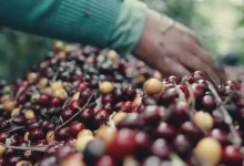 Photo of “Xodó na Estrada” estreia com roteiro imersivo pelo café especial no interior da Bahia