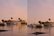 Photo of Baleia-jubarte é avistada na orla de Salvador e encanta banhistas