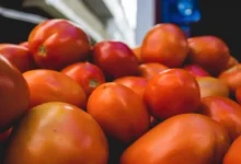 Photo of Tomate puxa queda de 3,22% na cesta básica de Camaçari, aponta pesquisa da Uneb