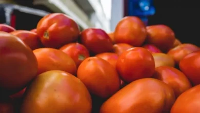 Photo of Tomate puxa queda de 3,22% na cesta básica de Camaçari, aponta pesquisa da Uneb