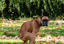 Photo of Idoso é perseguido e ameaçado com martelo após discussão por fezes de cachorro