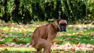 Photo of Idoso é perseguido e ameaçado com martelo após discussão por fezes de cachorro