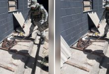 Photo of Quatro jiboias são encontradas e resgatadas dentro do Complexo Penal da Mata Escura