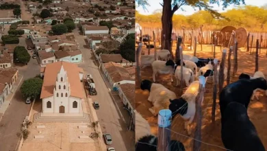 Photo of Ourolândia regulamenta lei contra abandono de animais com multa de até R$ 2,6 mil para tutores