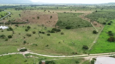Photo of MP-BA abre inquérito civil contra fazenda do grupo André Guimarães por suposto dano ambiental; veja detalhes