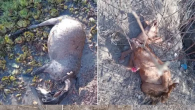 Photo of Ataque de cães deixa ao menos 6 cabras e ovelhas mortas em Barrocas