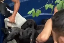 Photo of Moradores entram em rio para resgatar 17 ovelhas ilhadas em cidade baiana