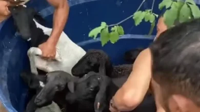 Photo of Moradores entram em rio para resgatar 17 ovelhas ilhadas em cidade baiana
